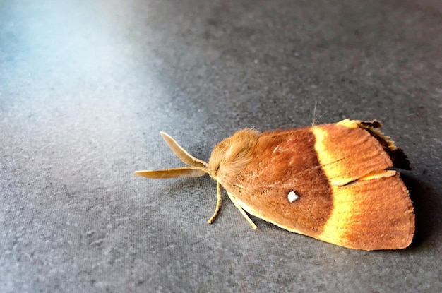 Foto hooghoekbeeld van mot op grijze tafel tegen licht