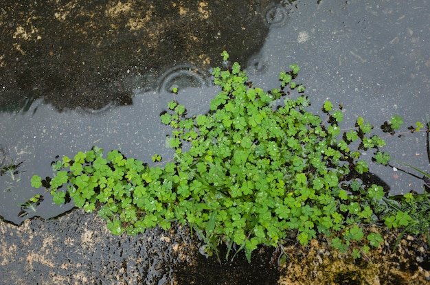 Foto hooghoekbeeld van natte planten tijdens het regenseizoen