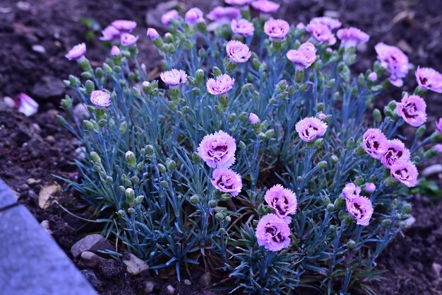 Hooghoekbeeld van paarse bloeiende planten in een tuin