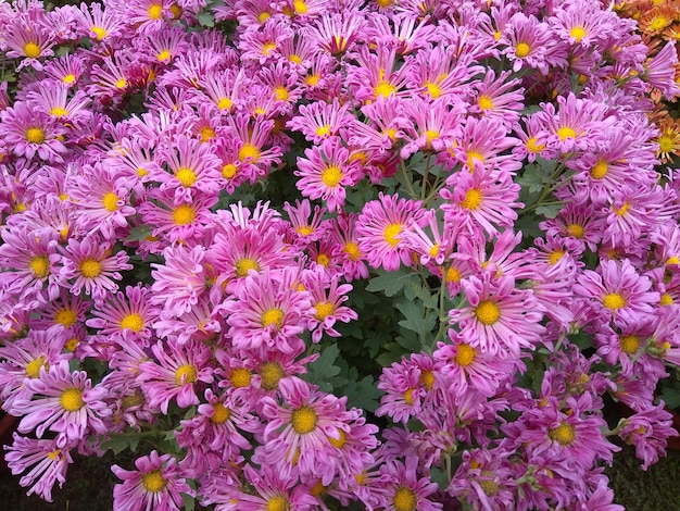 Foto hooghoekbeeld van paarse bloeiende planten