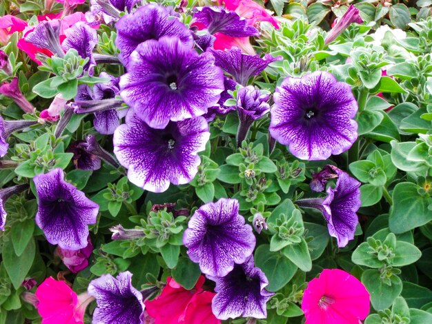 Foto hooghoekbeeld van paarse bloemen die buiten bloeien