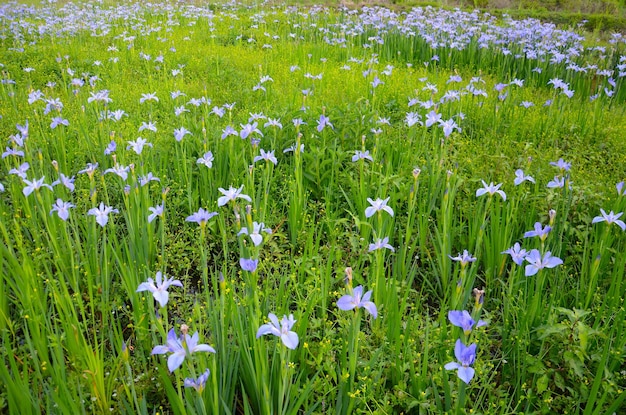 Hooghoekbeeld van paarse bloemen die op het veld groeien