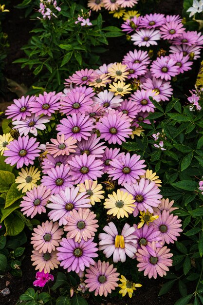 Foto hooghoekbeeld van paarse bloemen