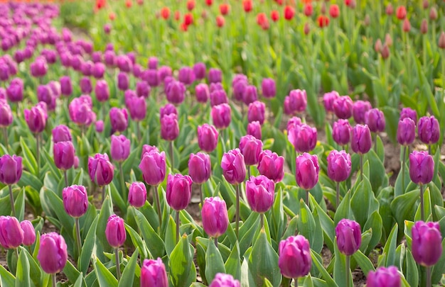 Hooghoekbeeld van paarse tulpen die bloeien op het veld