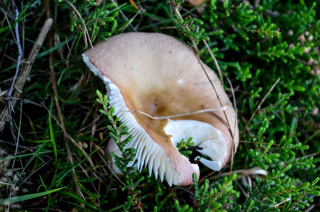 Hooghoekbeeld van paddenstoel op gras