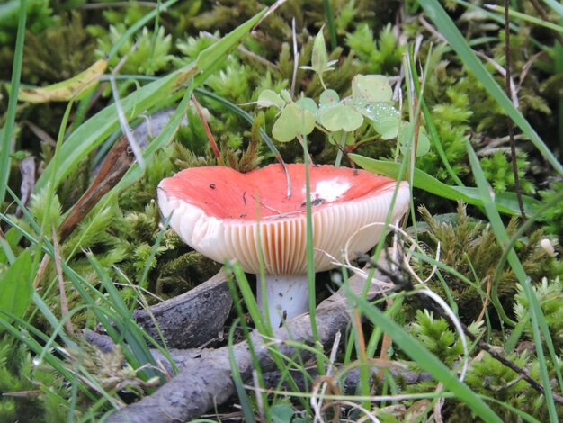 Foto hooghoekbeeld van paddenstoel op gras