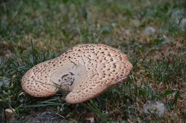 Foto hooghoekbeeld van paddenstoel op het veld