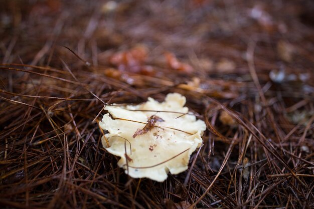 Hooghoekbeeld van paddenstoelen die op het veld groeien