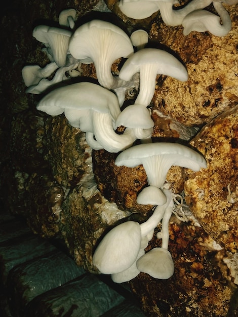 Hooghoekbeeld van paddenstoelen die's nachts op het veld groeien