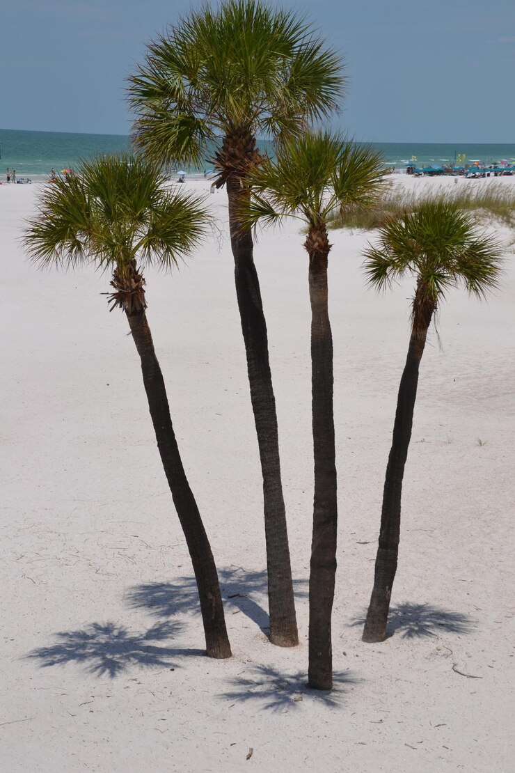 Foto hooghoekbeeld van palmbomen die op een zandstrand groeien