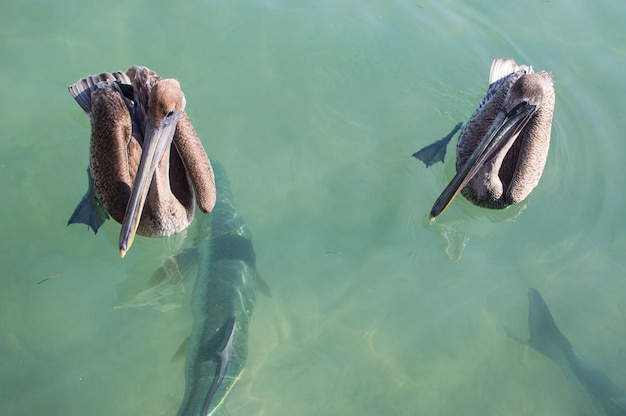 Foto hooghoekbeeld van pelikanen en vissen die in de zee zwemmen