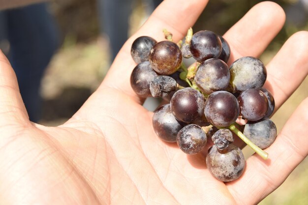 Foto hooghoekbeeld van persoon die fruit vasthoudt