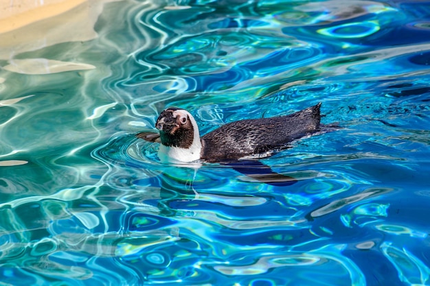Hooghoekbeeld van pinguïns die in het meer zwemmen