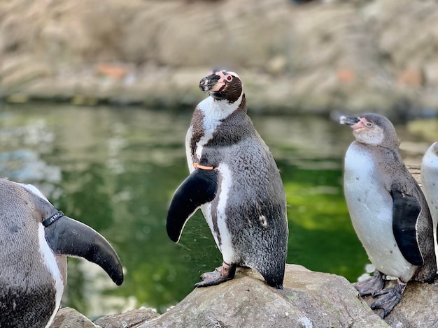 Foto hooghoekbeeld van pinguïns op de rots