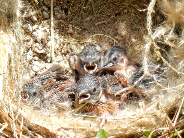 Foto hooghoekbeeld van pipits in het nest