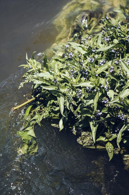 Hooghoekbeeld van planten aan de oever van de rivier