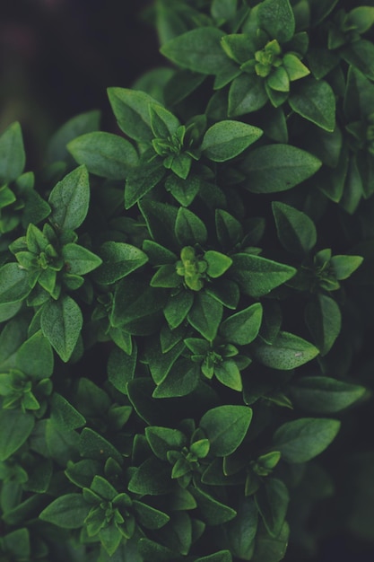 Hooghoekbeeld van planten die buiten groeien