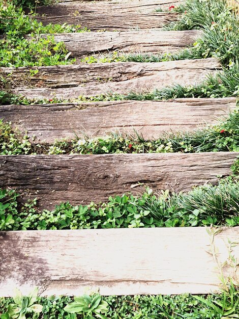 Hooghoekbeeld van planten die groeien bij houten treden