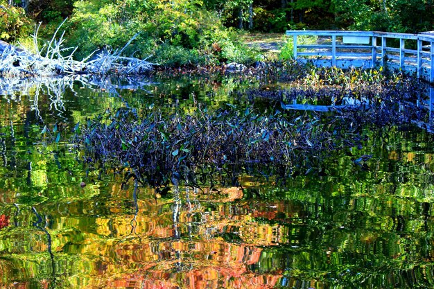 Foto hooghoekbeeld van planten die op een vijver in het park groeien