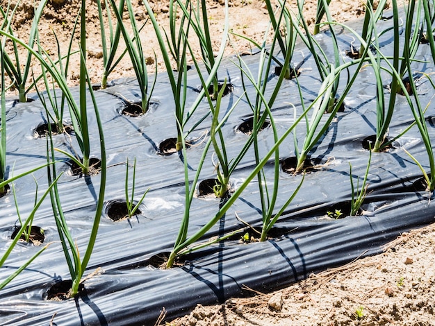 Foto hooghoekbeeld van planten die op het land groeien