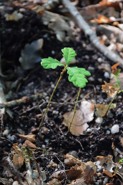 Foto hooghoekbeeld van planten die op het veld groeien