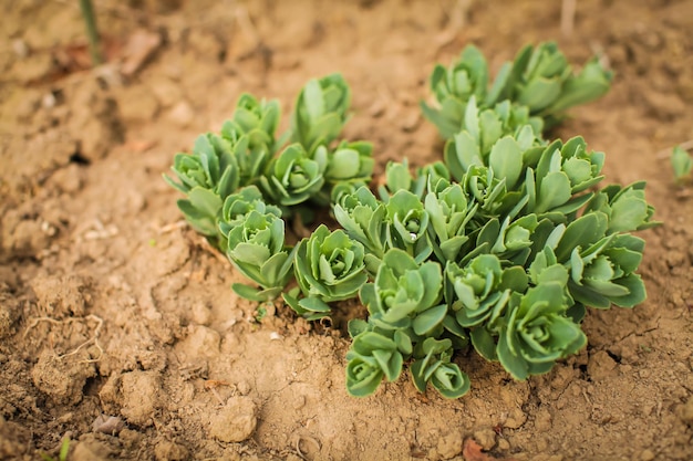 Hooghoekbeeld van planten die op het veld groeien