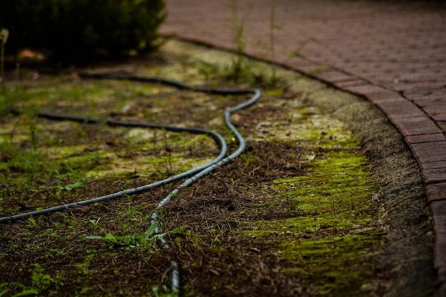 Hooghoekbeeld van planten die op het veld groeien