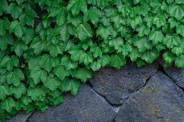 Foto hooghoekbeeld van planten die op het veld groeien