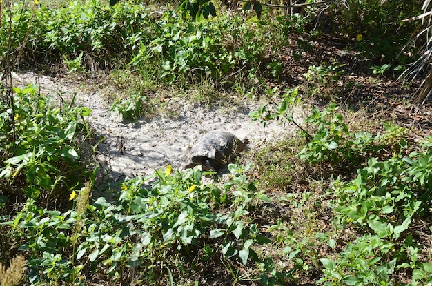 Foto hooghoekbeeld van planten die op het veld groeien