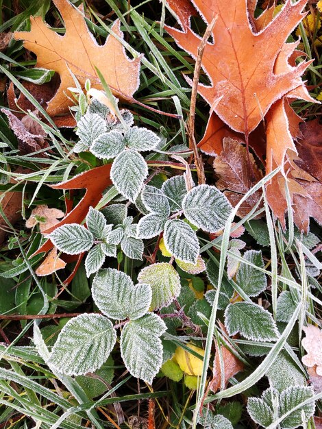 Foto hooghoekbeeld van planten die op het veld groeien