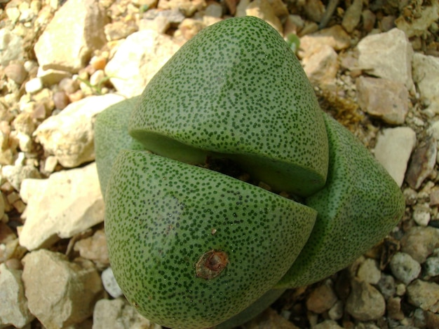 Foto hooghoekbeeld van planten die op rotsen groeien