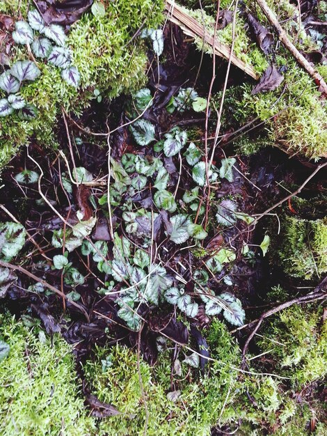 Foto hooghoekbeeld van planten en mos die op het veld groeien