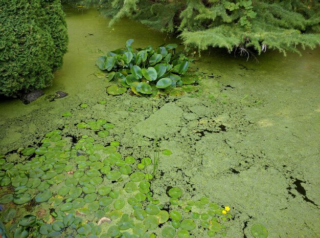 Foto hooghoekbeeld van planten en mos in mos