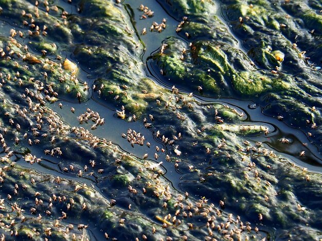 Foto hooghoekbeeld van planten en zee