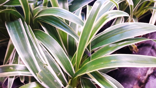 Hooghoekbeeld van planten in het park