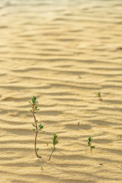 Hooghoekbeeld van planten op het land