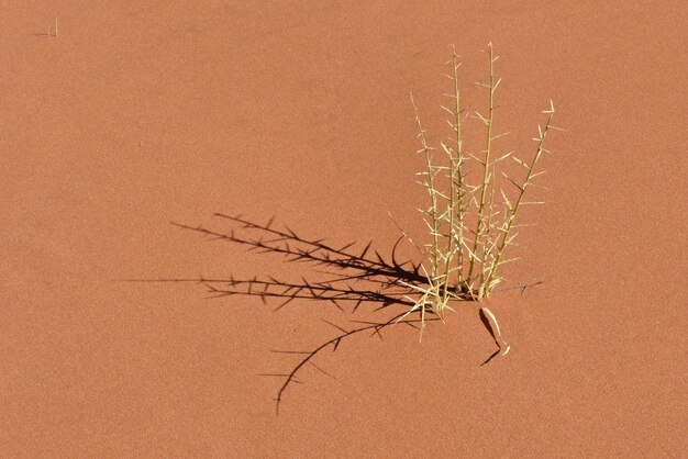 Foto hooghoekbeeld van planten op zand