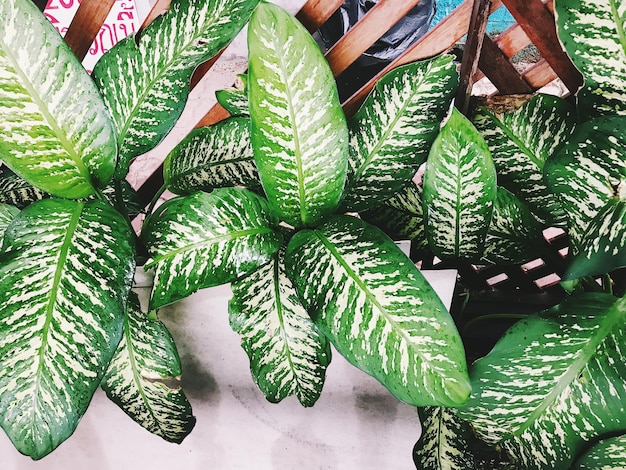 Foto hooghoekbeeld van planten voor verkoop op de markt