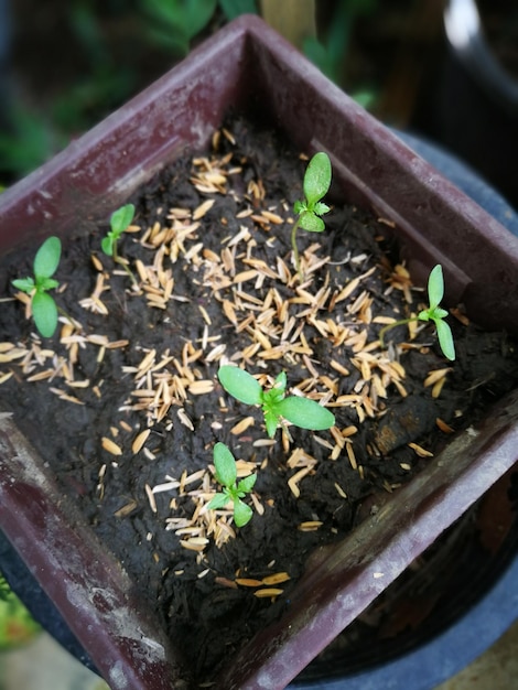 Foto hooghoekbeeld van planten