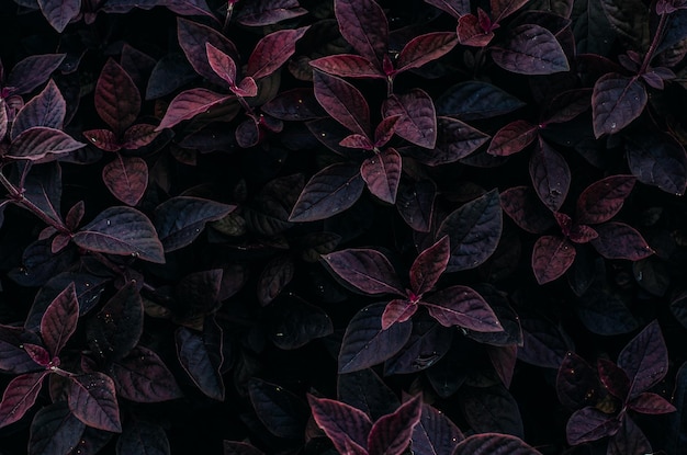 Hooghoekbeeld van planten