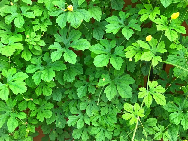 Foto hooghoekbeeld van planten