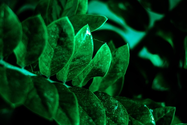 Hooghoekbeeld van planten