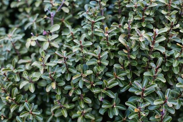 Foto hooghoekbeeld van planten