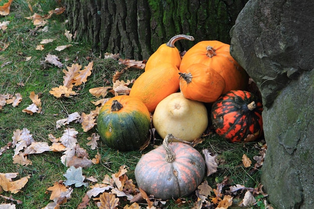 Foto hooghoekbeeld van pompoenen op het veld in de herfst