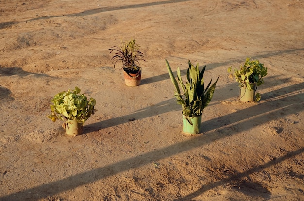 Foto hooghoekbeeld van potplanten op het veld