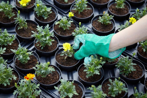 Hooghoekbeeld van potplanten