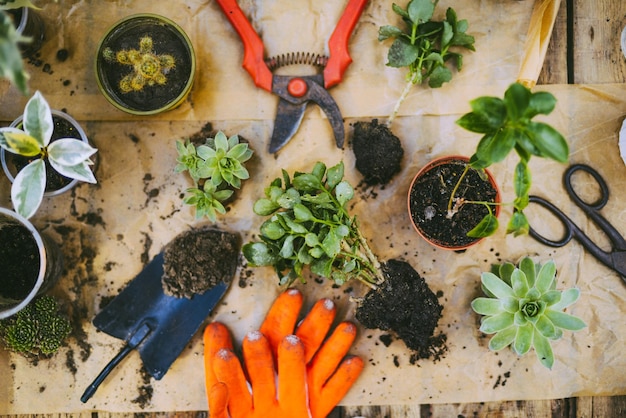 Hooghoekbeeld van potplanten