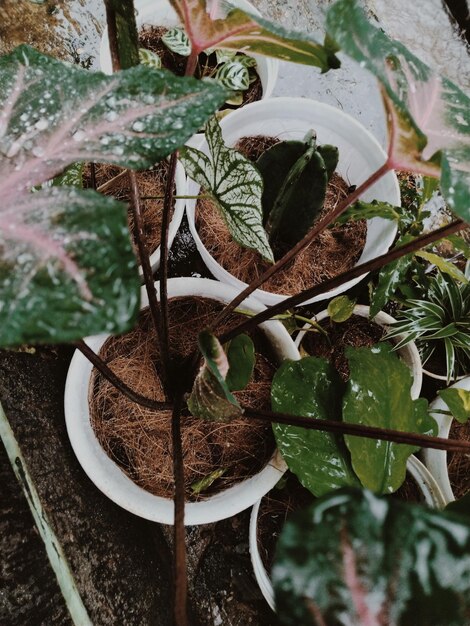 Foto hooghoekbeeld van potplanten