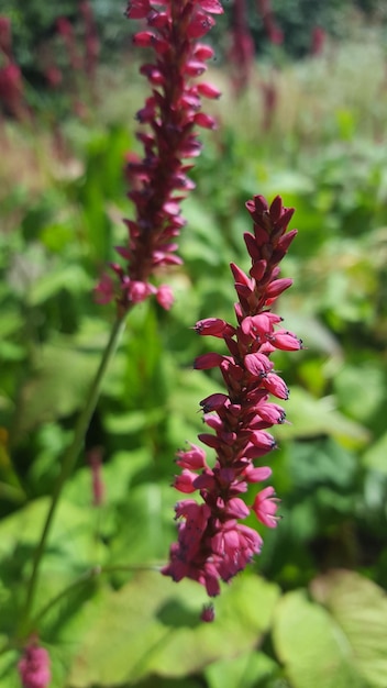 Hooghoekbeeld van rode bloemen buiten