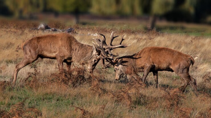 Foto hooghoekbeeld van rooiharen die op het land vechten